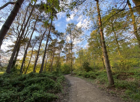 Oakley Wood