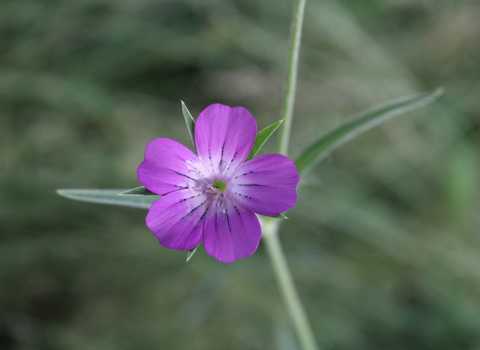 Wildflower