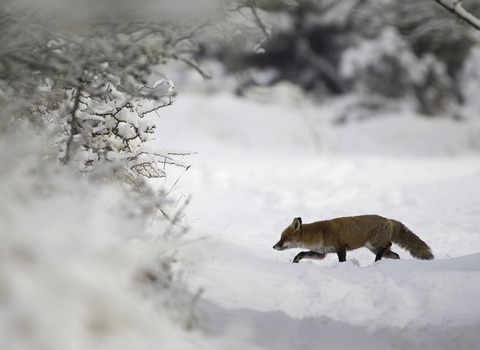 Red Fox (Vulpes vulpes) Vixen in the Snow during winter