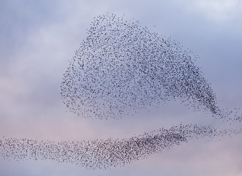 A starling murmuration against a beautiful blue and pink sky