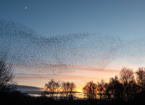 Brandon Marsh murmuration at sunset