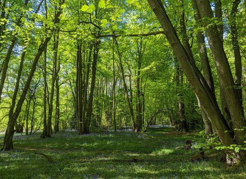 Overgrown lime stools and shady woodland floor in Piles Coppice