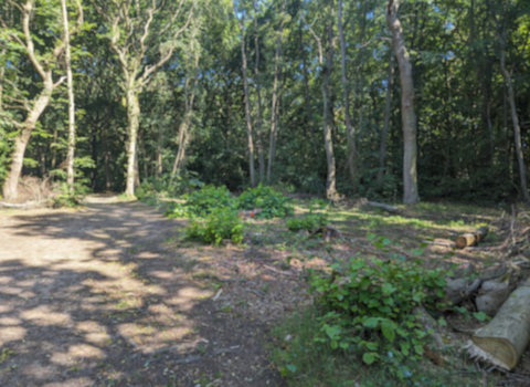 Piles Coppice in July 2023