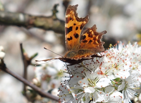 Comma butterfly