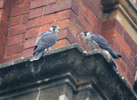 Peregrines by Dave Sutton
