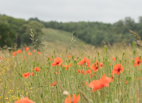 Common poppies in a field
