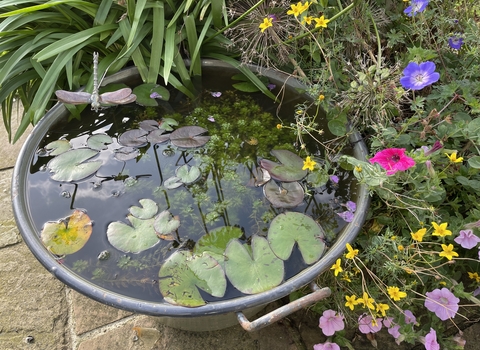Photo of homemade pond