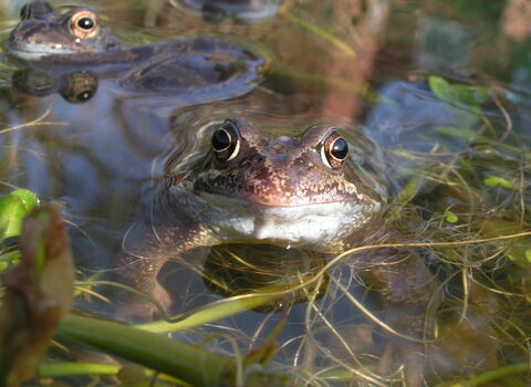 Photo of two common frogs in water