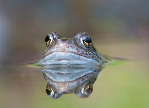 A common frog emerging from a garden pond with it's face reflected in the water