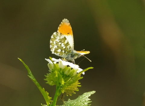 Orange tip butterfly on garlick mustard