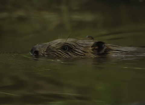 Photo of a beaver in water