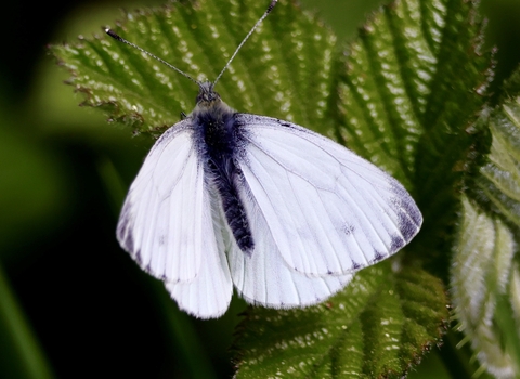 Large white butterfly