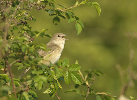 Bird in hedgerow
