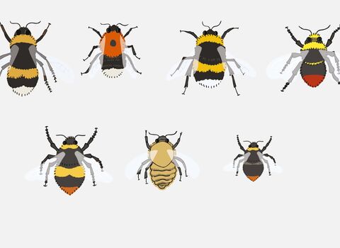 Identify bumblebees