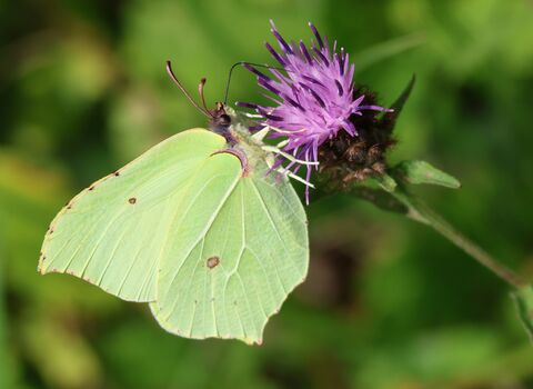 Brimstone butterfly 