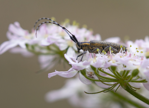 A grey longhorned beetle sat on blossom, peering over the edge of the petals with its two long antennae or 'horns' 