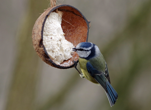 A small bird known as a blue tit enjoying a suet bird feeder