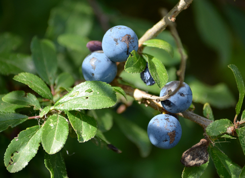 Sloe berries