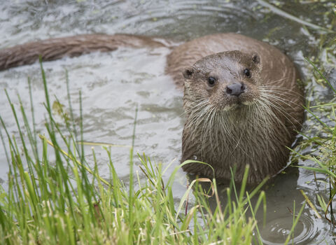 Otter on riverbank