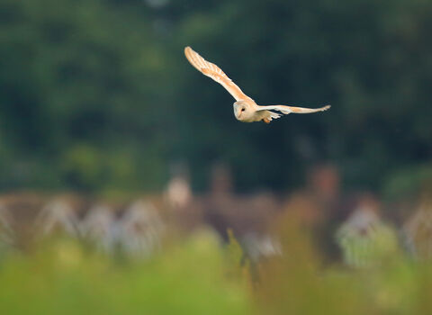 Barn owl
