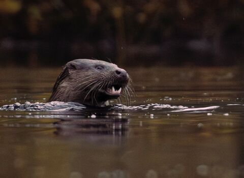 Otter 