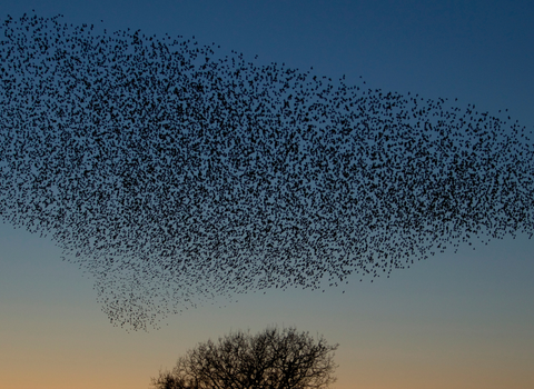 A large starling murmuration caught at sunset with a blue and orange sky