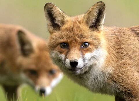 Two foxes staring down the camera lens 