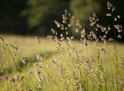 Cocksfoot wild grass growing in hay meadow at Denmark Farm Conservation Centre