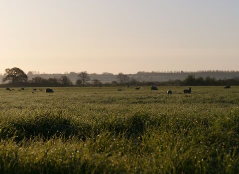 A sheep field on a farm