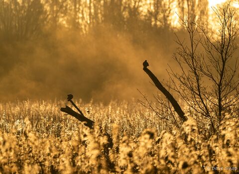 Pigeons at Brandon by Dave Lawton