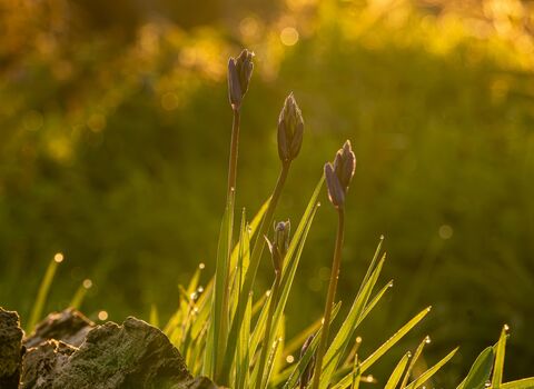 Bluebell shoots