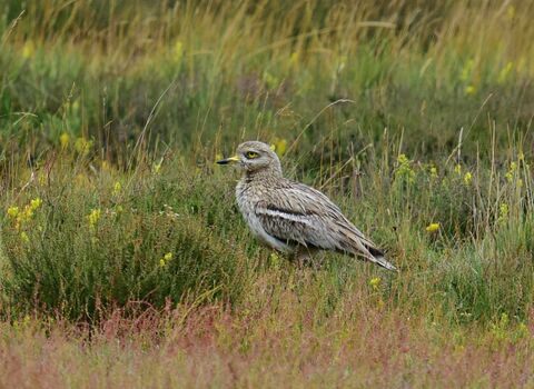 A stone curlew standing in a meadow. It's a brown wading bird with a large yellow eye, long yellow legs and a slender yellow beak
