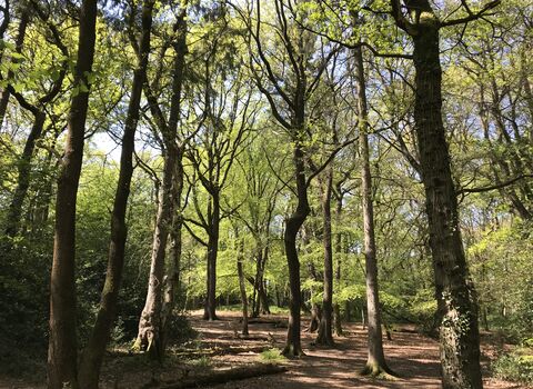 Clowes wood nature reserve