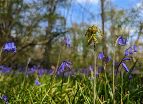 young oak tree starting to grow next to bluebells