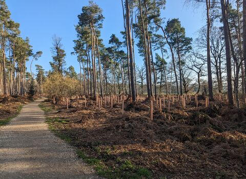 new trees planted alongside older trees next to a path in an established woodland