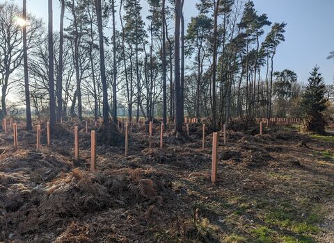 new tree saplings, with tree guards, planted next to established trees, 