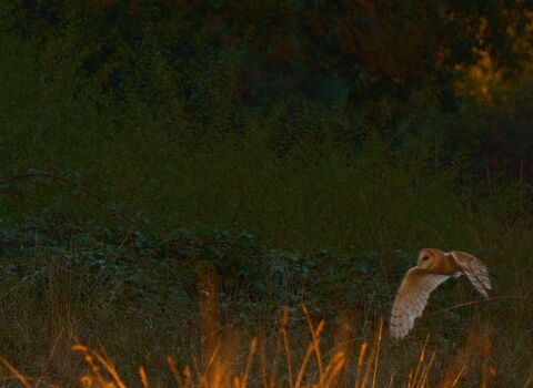 barn owl flying across field at clowes wood