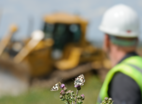 two Marbled White butterfly on thistle with a blurred background of a builder in high vis and a yellow digger