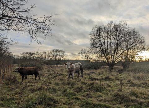 two cows grazing in a field at whitacre heath