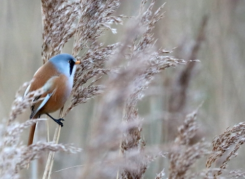 Bearded tit