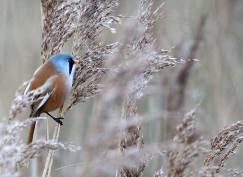 Bearded tit