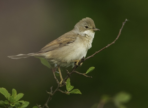 Whitethroat at farm