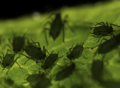 Aphids