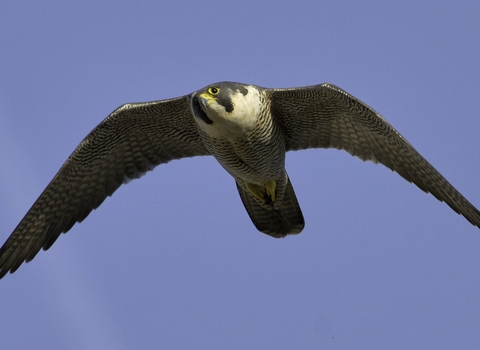 Peregrine in flight