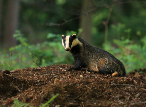 Badger. Jon Hawkins. Surrey Hills Photography