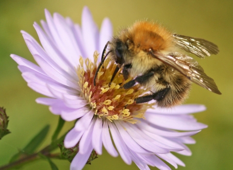 Carder Bee - Rachel Scopes