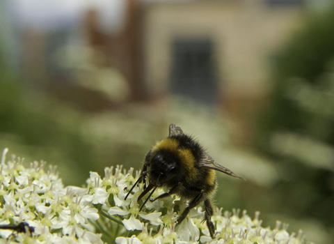 An urban bee feeding