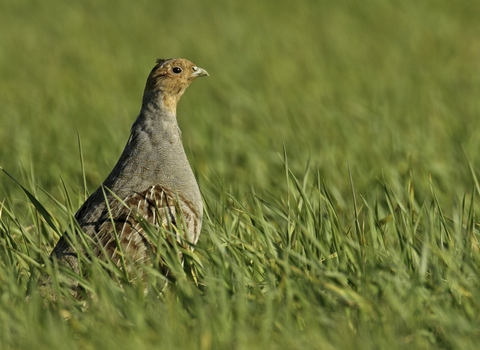 Grey partridge at arable farm