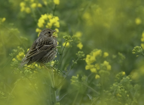 Corn bunting at arable farm