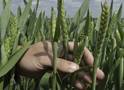 Wheat crop and farmer